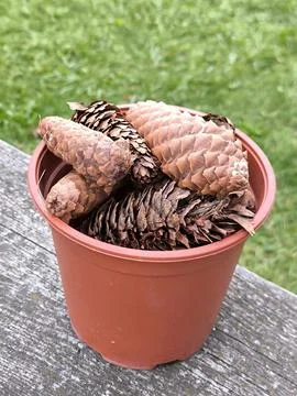 Pine cones in a flower pot 스톡 사진