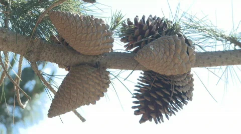 Pine cones Stock Footage 520623