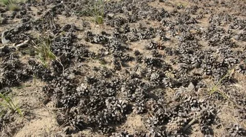 Pine cones Stock Footage 13619454