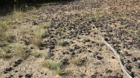 Pine cones Stock Footage 13621879