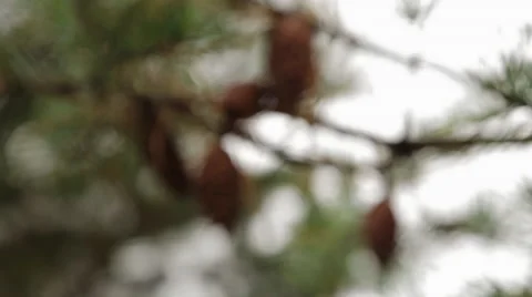 Pine Cones Vidéo 45488323