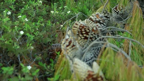 Pine cones Stock Footage 76134284