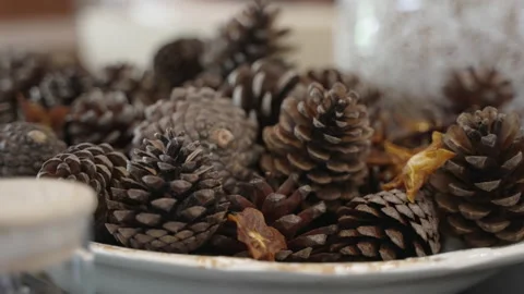 Pine cones Stock Footage 169981075