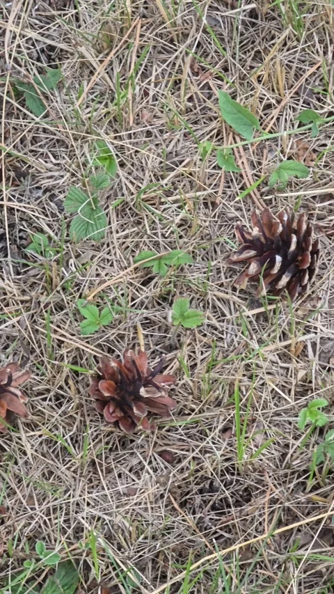 Pine cones forest floor background Stock Footage 338166644