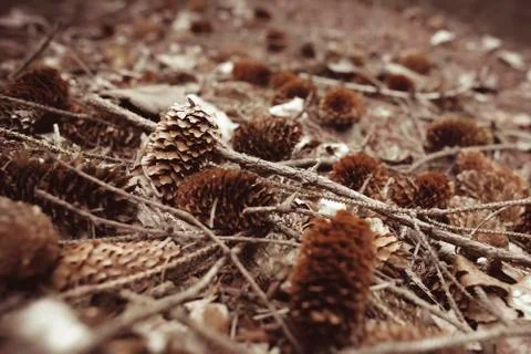 Pine cones on the forest floor - brown tint 库存照片