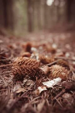 Pine cones on the forest floor with brown tint 库存照片