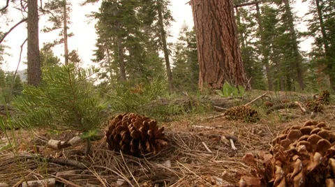 Pine Cones on Forest Floor 스톡 동영상 8564585