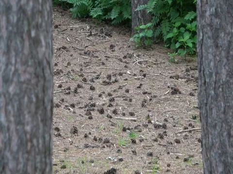 Pine cones on forest floor Stock-Footage 77106529