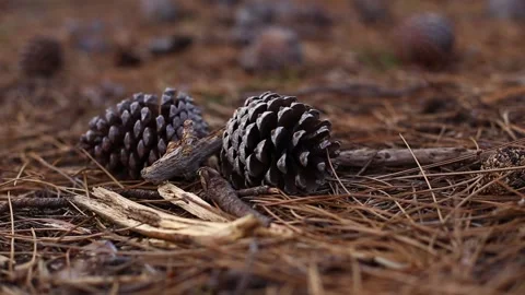Pine cones on the forest floor Video stock 164379328