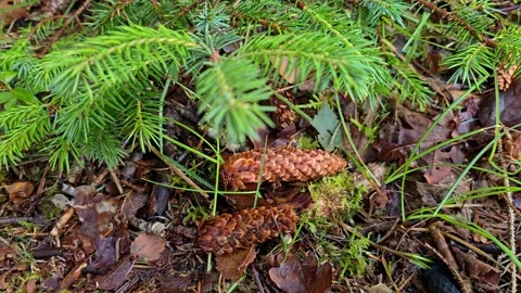 Pine cones on forest floor with moving tree shadows Stock Footage 341895364
