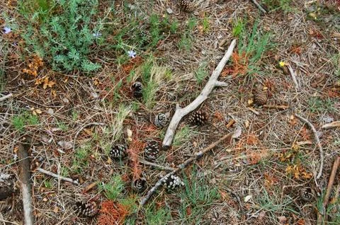 Pine cones on forest floor Stock-Fotos