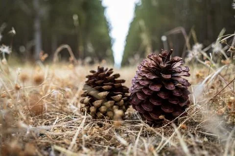 Pine cones on the forest floor Stock Photos