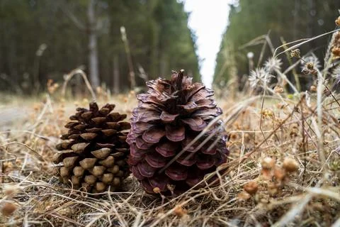Pine cones on the forest floor Stock Photos