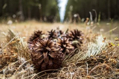 Pine cones on the forest floor Stock Photos