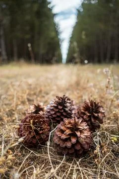 Pine cones on the forest floor Stock Photos