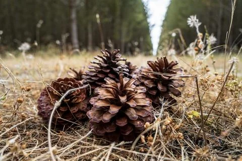 Pine cones on the forest floor Stock Photos