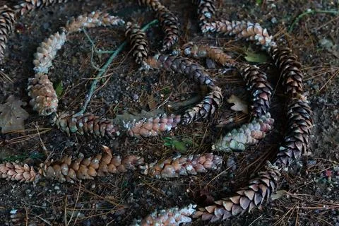 Pine Cones on Forest Floor Stock Photos