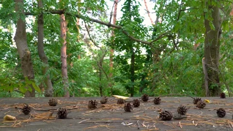 Pine cones in forest Stock Footage 98611740