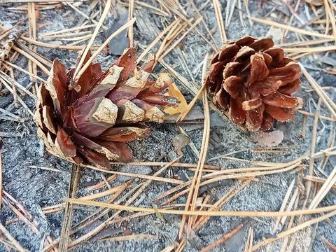 Pine cones on forest ground with dry needles close up Stock Photos