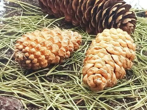 Pine cones on forest ground with pine needles Stock Photos