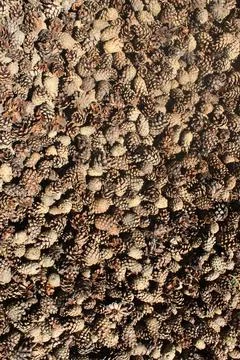 Pine cones forest view from above Фото