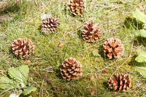 Pine cones on grass Stock Photos