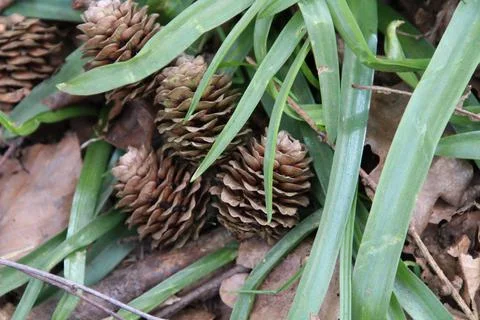 Pine cones in grass Stock Photos