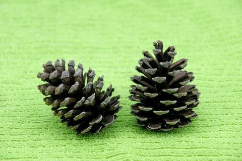 The pine cones on green fabric background Stock Photos