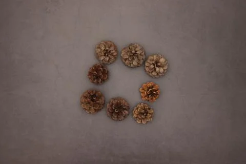 Pine cones on grey background 스톡 사진