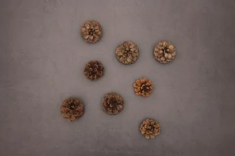 Pine cones on grey background 库存照片