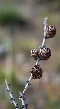 Pine cones on grey dead branch without pine needles Stock Photos