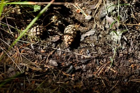 Pine cones on the ground, among old leaves, needles and grass Stock Photos