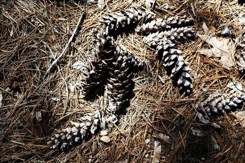 Pine cones on ground . close up , top view Stock Photos