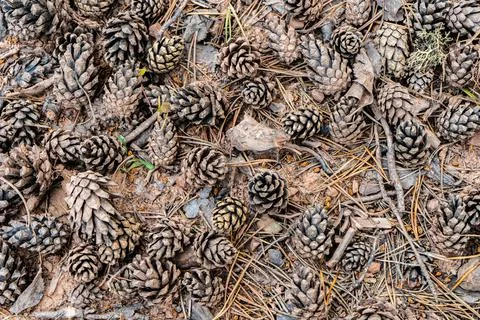 Pine cones on the ground. Fallen pine cones Stock Photos