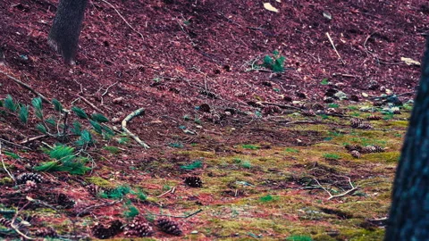 Pine Cones on the ground Stock-Footage 331655109