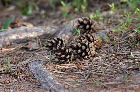 Pine cones on the ground in the forest close-up Foto stock