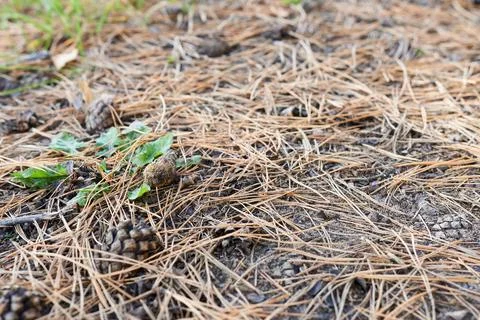 Pine cones on the ground in the forest, close-up Foto stock