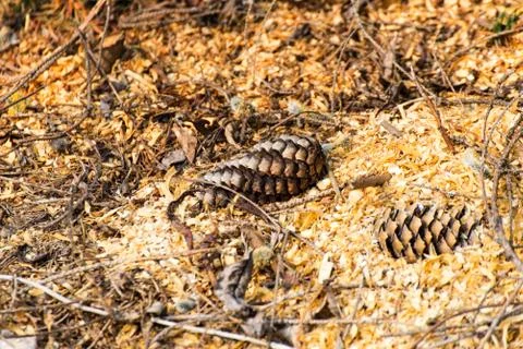 Pine cones on the ground in the forest covered with sawdust Stock Photos