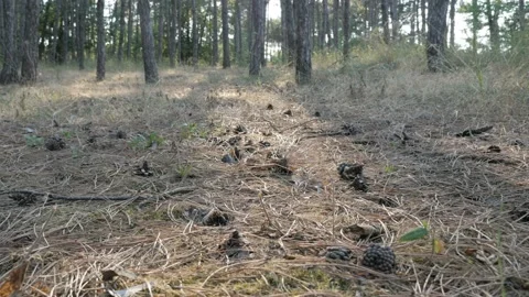 Pine cones on the ground in the forest Stock Footage 90752360
