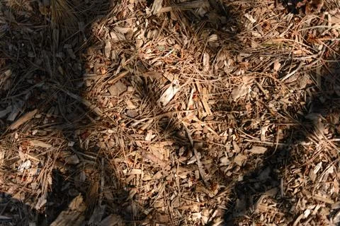 Pine cones on ground mulch Stock Photos