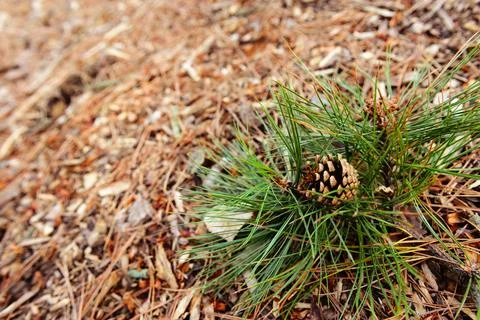 Pine cones on ground mulch Stock Photos