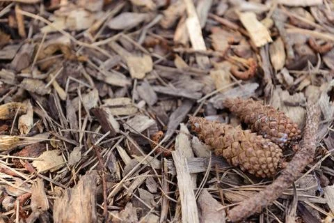 Pine cones on ground mulch Stock Photos