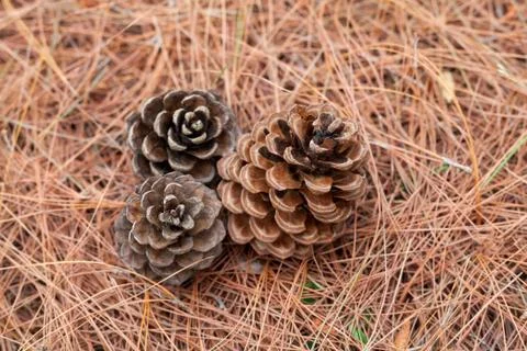 Pine cones on the ground Stock Photos