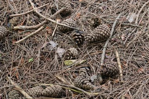 Pine cones on the ground Stock Photos