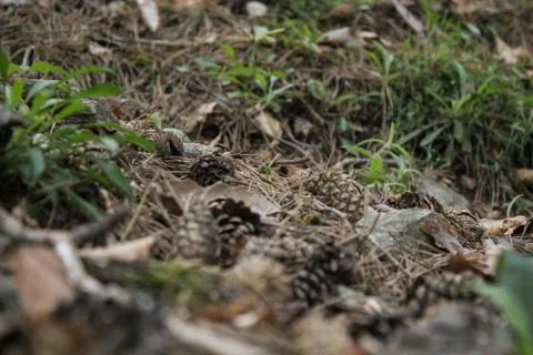 Pine Cones on the Ground Foto stock