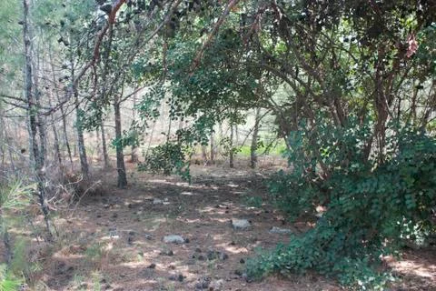 Pine cones on the ground Stock Photos