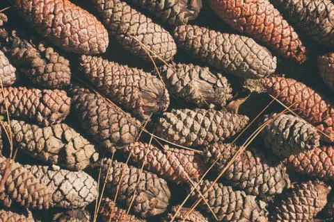 Pine cones on the ground. Stock Photos