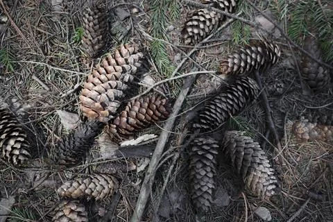 Pine Cones on the ground Stock Photos