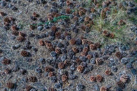 Pine Cones Ground Photos