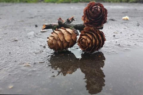 Pine cones on the ground in pine forest, Stock Photos